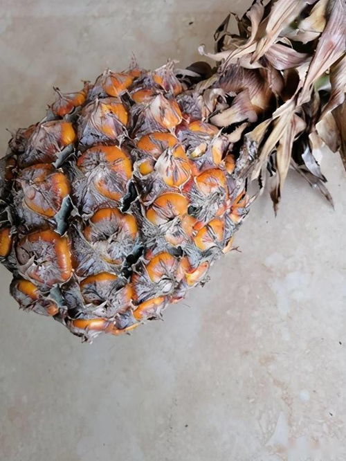 菠萝种植技术和管理中，如何有效防治菠萝病虫害