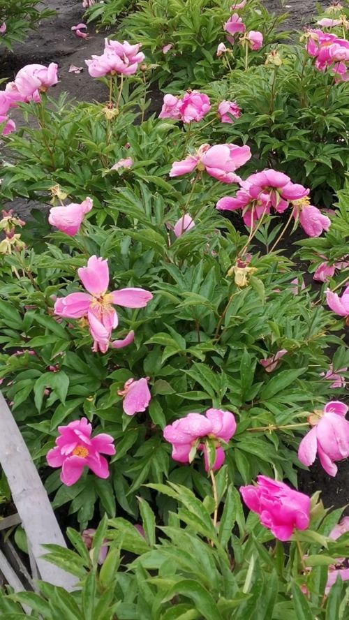 不同场景怎么选花呢？