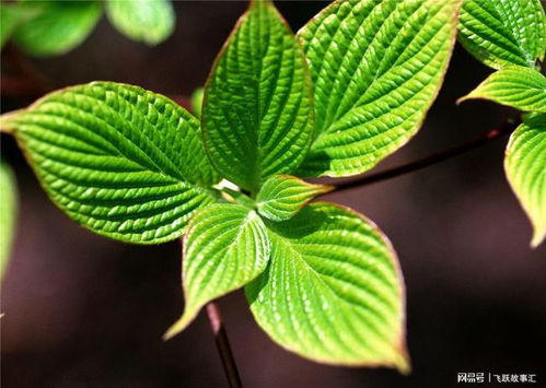 青叶是青叶植物吗？
