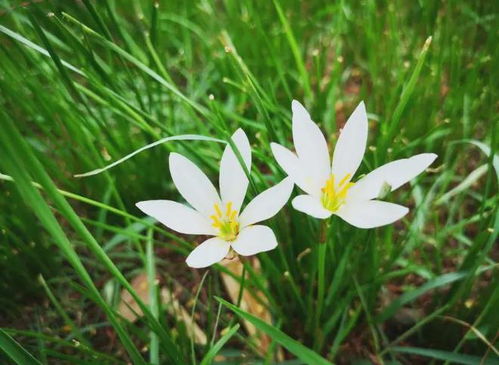 葱兰花种植密度大揭秘
