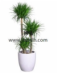 不同植物的不同养护方法