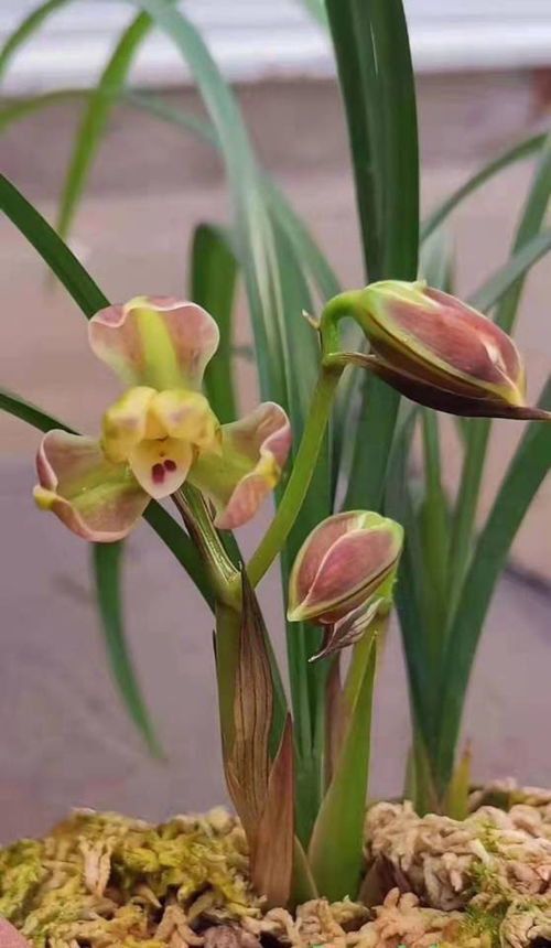 “花中君子是兰花？这花你喜欢养吗