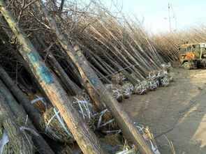 了解花园土层离水情况， 开启银杏苗培育之旅