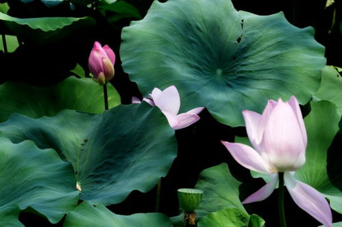 荷花映日艳，夏日谁共赏