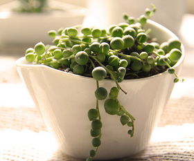 珍珠吊兰多肉养殖攻略：揭秘种植小技巧