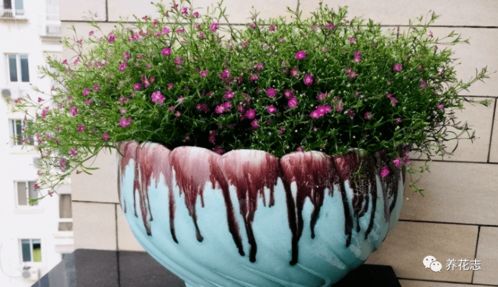 养护不当，花儿怎么茁壮成长？