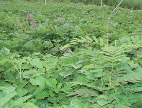 三、 土壤准备，细心呵护