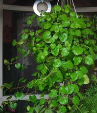 玉簪花与蔓长春：树荫下的美丽使者