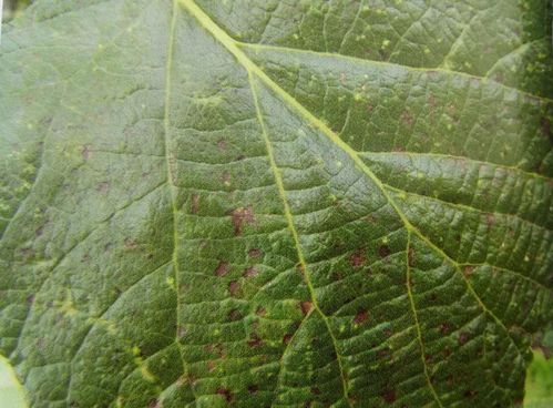 辣椒褐斑病的困扰与应对