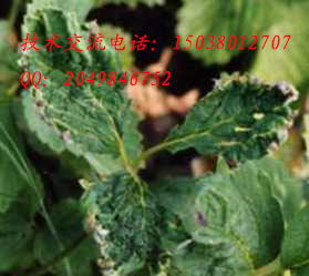 二、 草莓常见病害及防治药剂