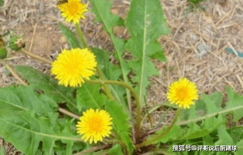 蒲公英：清热解毒， 消肿散结