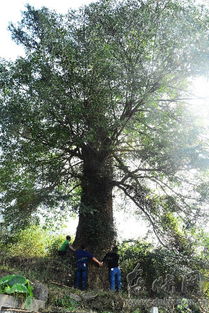 油杉树移栽的讲究：土坨保护与时机选择