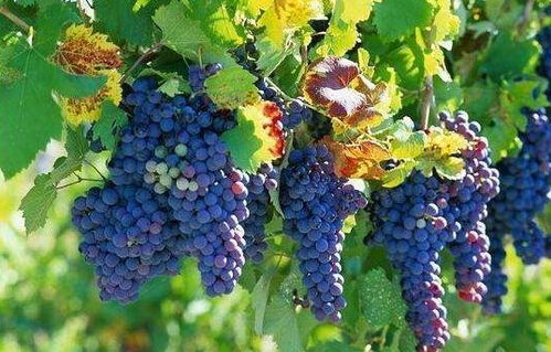 葡萄粉蚧和葡萄叶螨，这两货怎么对付？