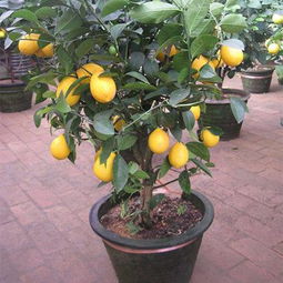 阳台种佛手瓜？盆栽种植技巧有哪些