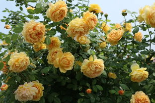 光照不足：月季的“阳光需求”