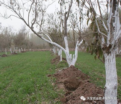 涂白的作用，你了解多少？