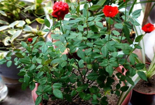 超微型月季的“躲躲藏藏”