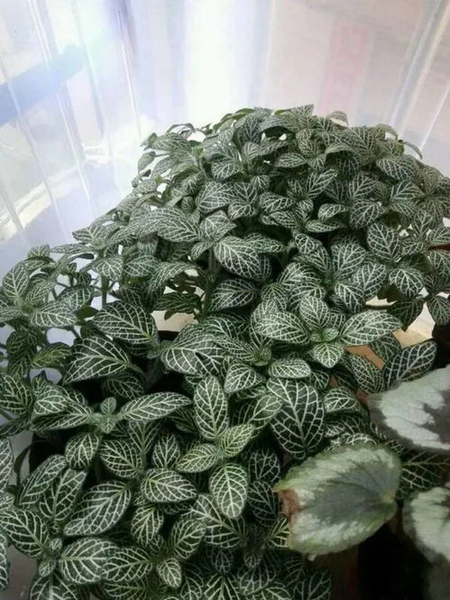 网纹草叶子焉了怎么办？试试这些快速恢复技巧