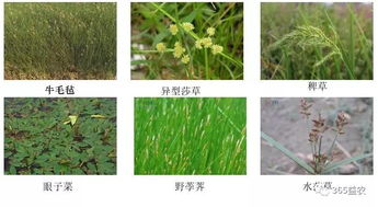 为什么干土地种草总是失败？