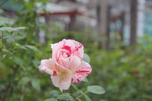 月季花开不厌，四季春常在