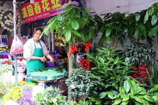 逛花卉市场的小技巧