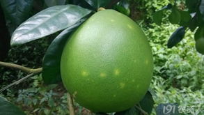 蜜柚常见病虫害图谱