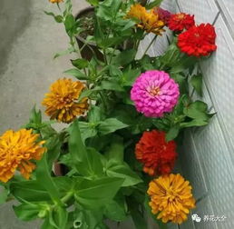 假死与肥害的困扰