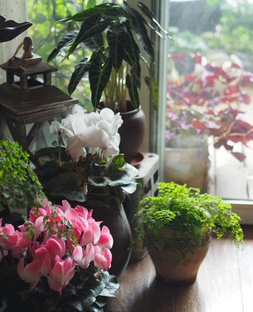 打造爆花阳台的小技巧