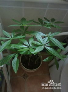 如何解决发财树叶子发黄的问题