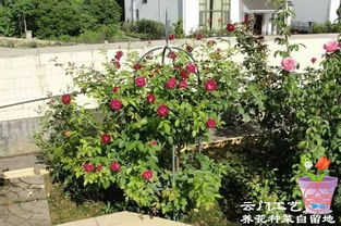 天津大道的绿化工程