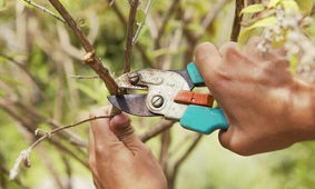 修剪工具的选择