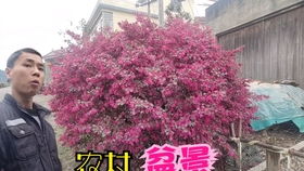 乡村小院的蝴蝶盛宴