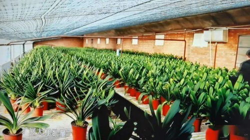 创新竹笋采后保鲜技术，提升花卉品质与延长货架期