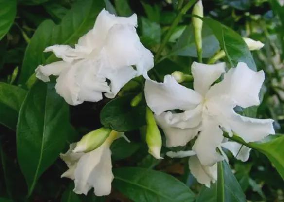 狗牙花“狗牙”嵌入，为何花形似犬齿