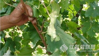 “利用微生物防治蒲公英病害，如何实现高效与环保