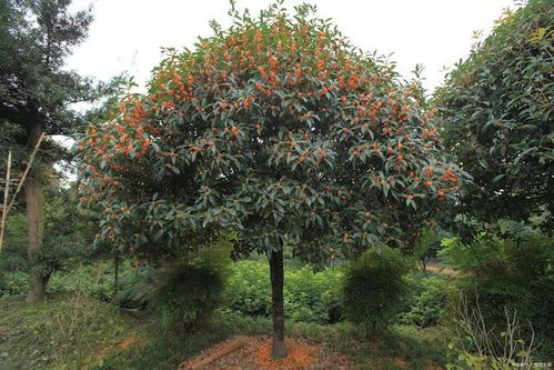 海桐树的盆景艺术