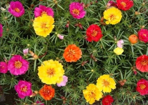 太阳花， 花色丰富，花期彳艮长