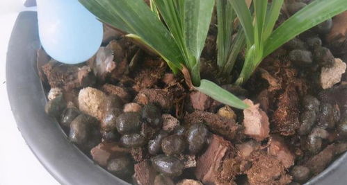 自制肥料大揭秘