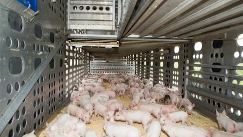 种猪和商品猪在繁殖性能、生长速度和肉质上有什么显著区别？