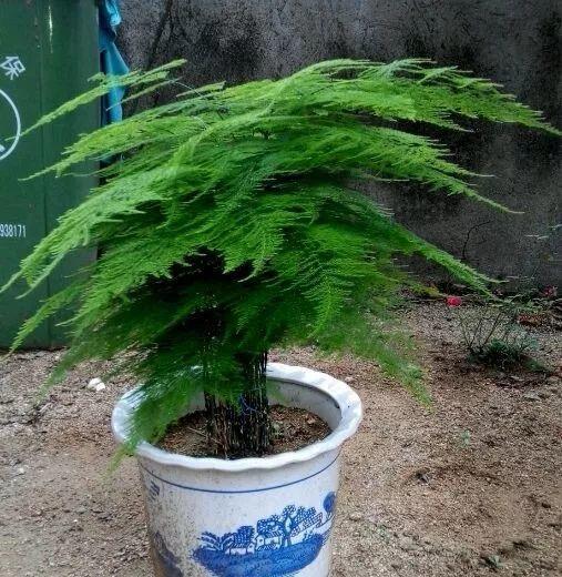 杉树品种图片大全，常见品种都在这