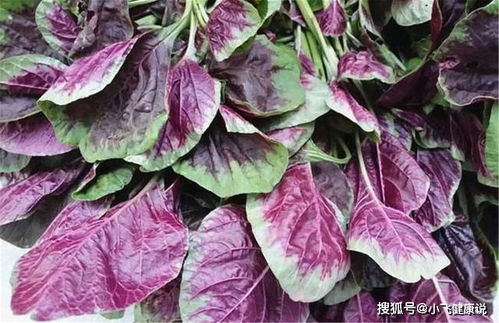 红苋菜种植需掌握适宜时间和科学方法