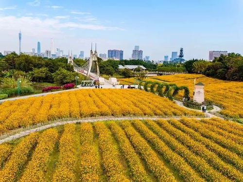 那片花海， 美得像画一样