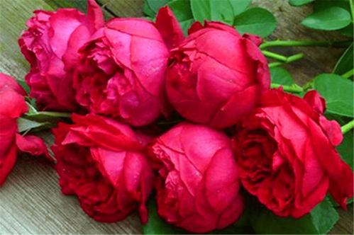 避暑降温， 夏日玫瑰种植攻略