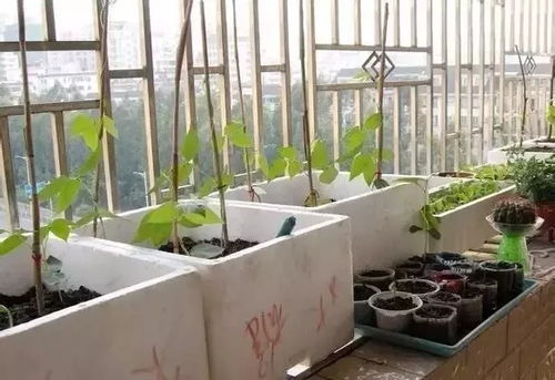 种菜小技巧，你get了吗？