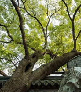 国槐大树移植， 养护有门道