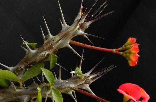 阝一吲哚乙酸的臭味之谜