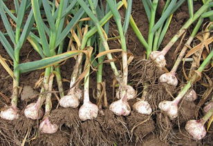 选择合适的药剂防治大蒜病害