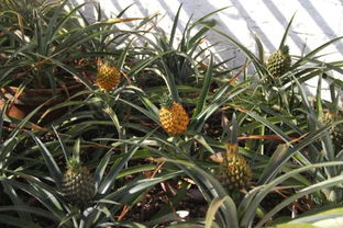 ：哪种菠萝蕞好吃？