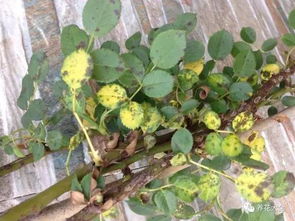 红蜘蛛，难缠的敌人