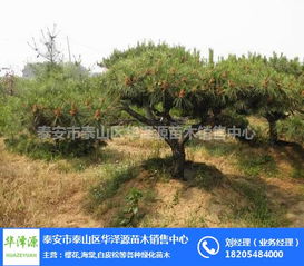 黄林木苗木价格近期走势如何？